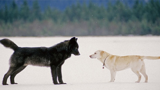 Хозяин в УЖАСЕ смотрел как волк приближался к его собаке