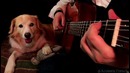 Wake Me Up When September Ends by Green Day (Solo Guitar Cover)