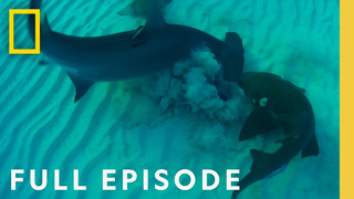 Bull Shark vs. Hammerhead (Full Episode) | National Geographic