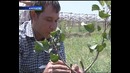 Новостной сюжет телеканала Davr о семинаре по фисташке в Андижане
