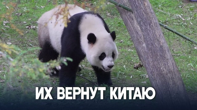 Договориться не удалось: зоопарк Вашингтона вернёт панд Китаю