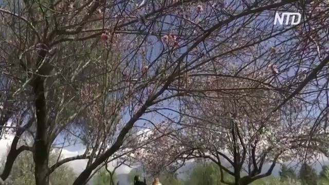 Цветущий миндаль привлекает тысячи туристов в индийский Кашмир