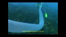 Странное существо из глубин
