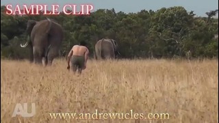 Атака африканского слона