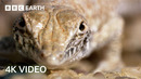 An Incredible Journey Through Africa’s Wilderness | 4K UHD | BBC Earth