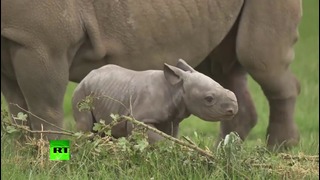 В зоопарке Честера новорождённый детёныш чёрного носорога вышел с мамой на прогулку