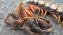 Centipede VS Spider, Scorpion, Praying Mantis, Stag Beetle and even Lizard and Snake