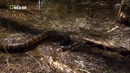 Nat Geo Wild: Самые опасные змеи в мире