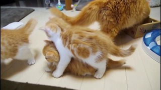 Кошка мама и котята