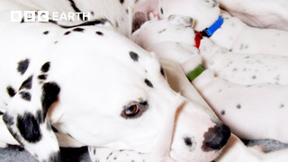 A Dalmatian Mum’s Work is Never Done | Wonderful World of Puppies | BBC Earth