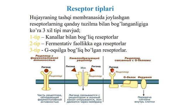 Membrana retseptorlari va xujayralarga signallarni o’tkazilish