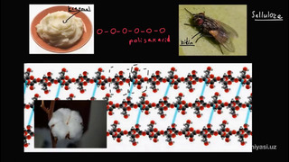 36 Gidroliz | Uglerodning xususiyatlari | Biologiya | Khan Academy Oʻzbek