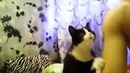 Погладь меня
