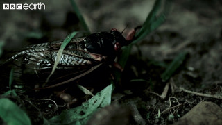 This Fungus Turns Insects Into Zombies | BBC Earth