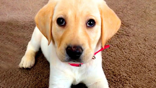 Cute Silly Dog Bloopers | Funny Pet Videos