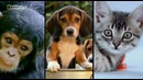 National Geographic Обезьяночеловек Серия 2/3