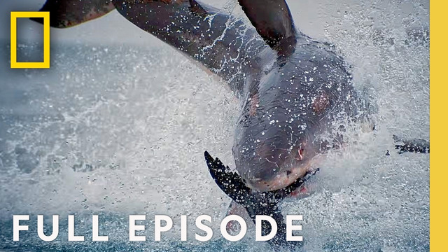 United Sharks of America: Shark Bite Capitals (Full Episode) | SPECIAL | National Geographic