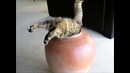 Угарные котики