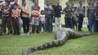 Гигантские змеи которых только удалось снять на видео