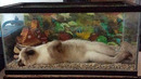 The funniest animals / Fun with cats and dogs 2024 / LA #204