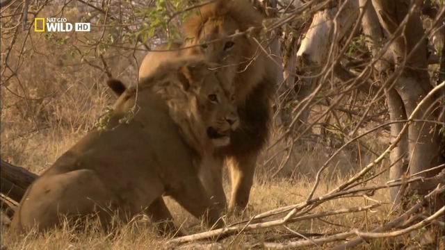 Nat Geo Wild: Дикая Ботсвана: Братство львов