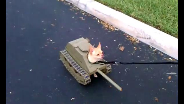 Собачка – танк