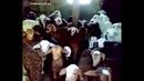 Послушные барашки