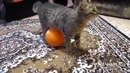 Электро кот