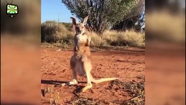 Игры кенгуру
