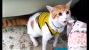 Кот болельщик научился кричать «гол»