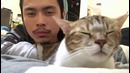 Выходные с котом