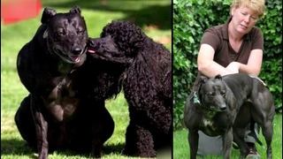 Самые необычные собаки в мире