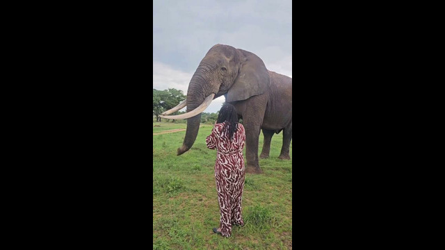 Оказывается, слоны умеют шутить