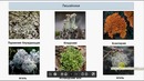 Биология Лишайники. Это нужно знать для экзамена. Подготовка