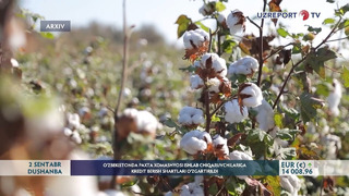 O‘zbekistonda paxta xomashyosi ishlab chiqaruvchilariga kredit berish shartlari o‘zgartirildi