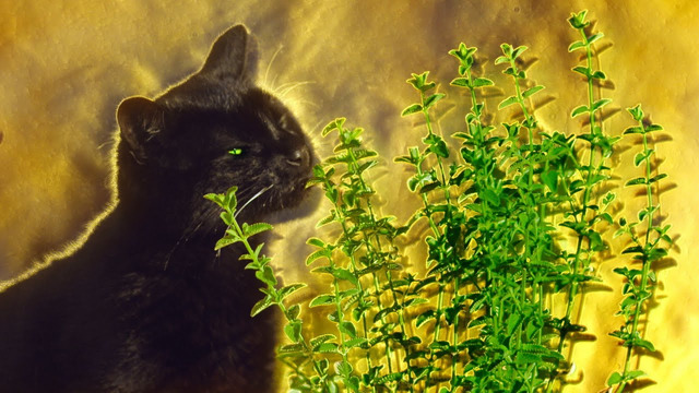 What Happens When Cats Have Catnip? | Pets: Wild At Heart | BBC Earth