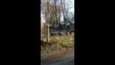 Индейки в Бостоне устроили хоровод вокруг мёртвого кота