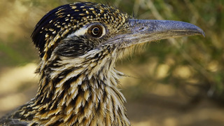 Roadrunner’s Race Against Time | 4K UD | Seven Worlds One Planet | BBC Earth