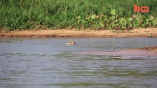 Ягуар за две секунды растерзал крокодила
