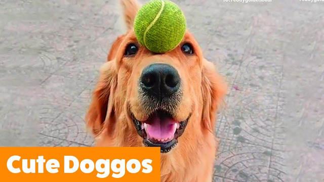 Cute Funny Doggos | Funny Pet Videos