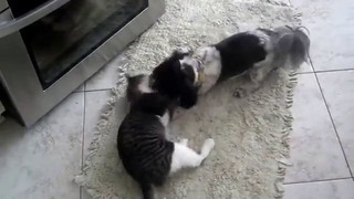 Вольная борьба кота с собакой