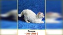 Кошки стоящие целое состояние