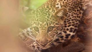 Baby Animals of the Luangwa Valley | Eden: Untamed Planet | BBC Earth