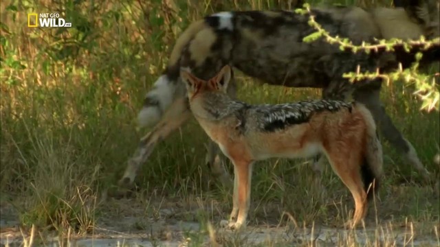 Nat Geo Wild: История одной гиеновой собаки