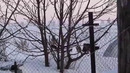 Коптим гуся – Горячее копчение