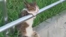 Котэ как человек
