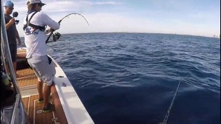 Catching an amberjack is impossible! (offshore saltwater fishing in florida)