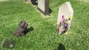Пасхалка на Хатико в GTA V