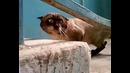 Ну оочень странный кот
