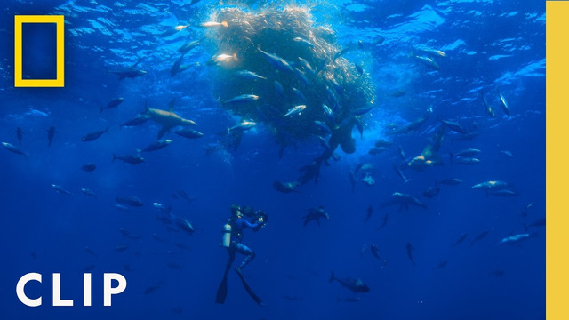 Bertie Gregory’s Surprise Whale Encounter | Hammerhead Sharks Up Close | National Geographic